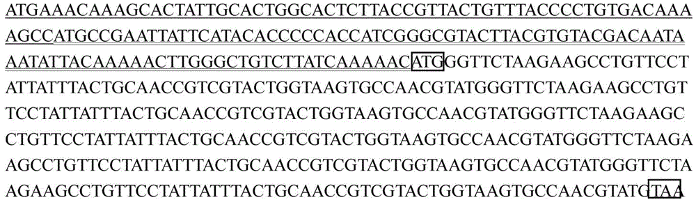 Method for preparing thanatin based on escherichia coli prokaryotic expression system