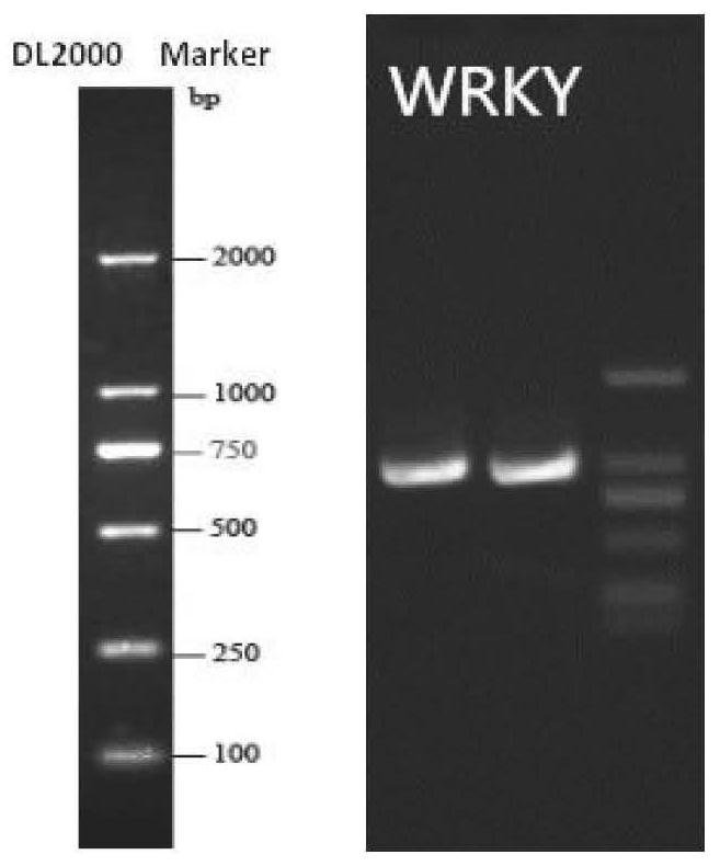 Liriodendron sino-americanum adventitious root promoting factor LhWRKY1 gene and application thereof