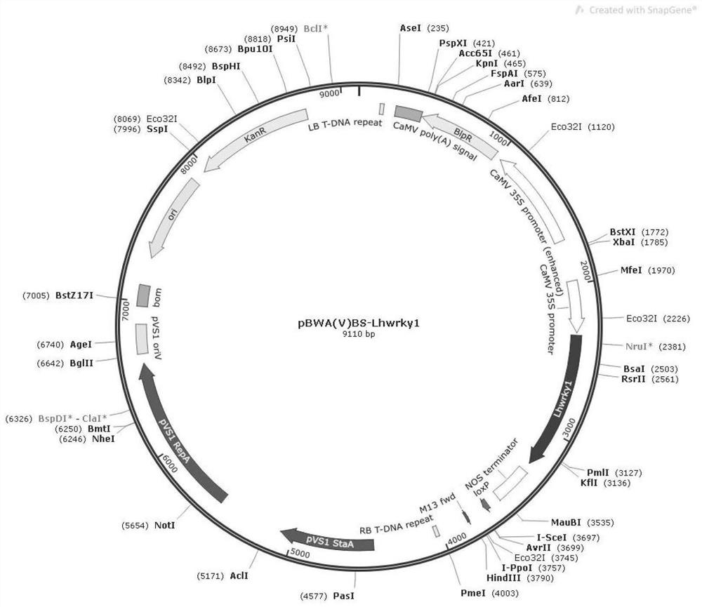 Liriodendron sino-americanum adventitious root promoting factor LhWRKY1 gene and application thereof