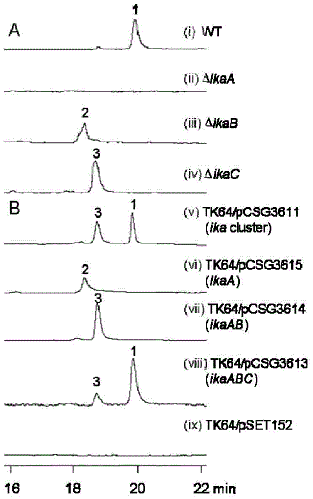 Biosynthetic gene cluster of ikarugamycin and application of biosynthetic gene cluster