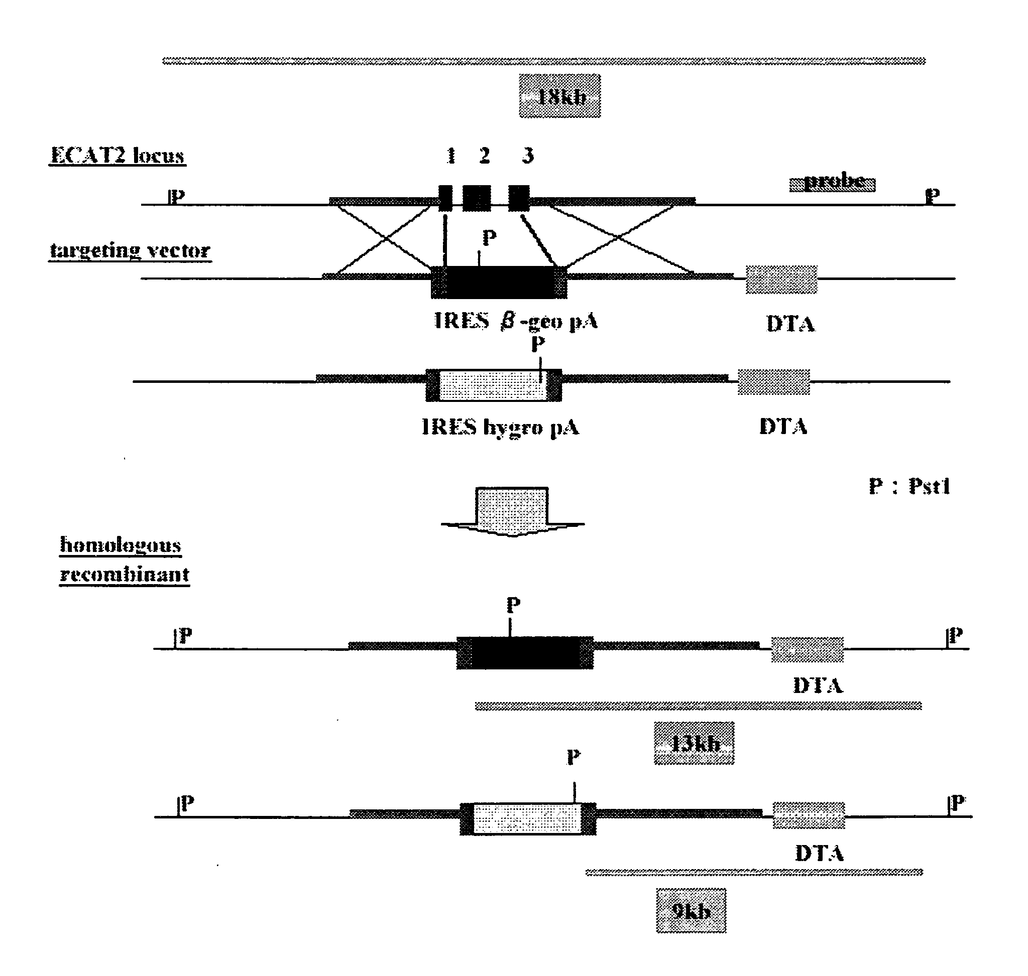 Screening Method for Somatic Cell Nuclear Reprogramming Substance
