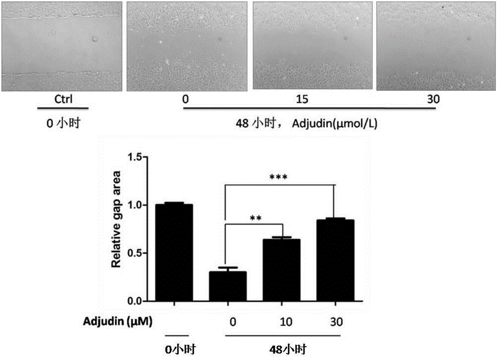 Application of Adjudin in preparing medicine for inhibiting glial scar formation