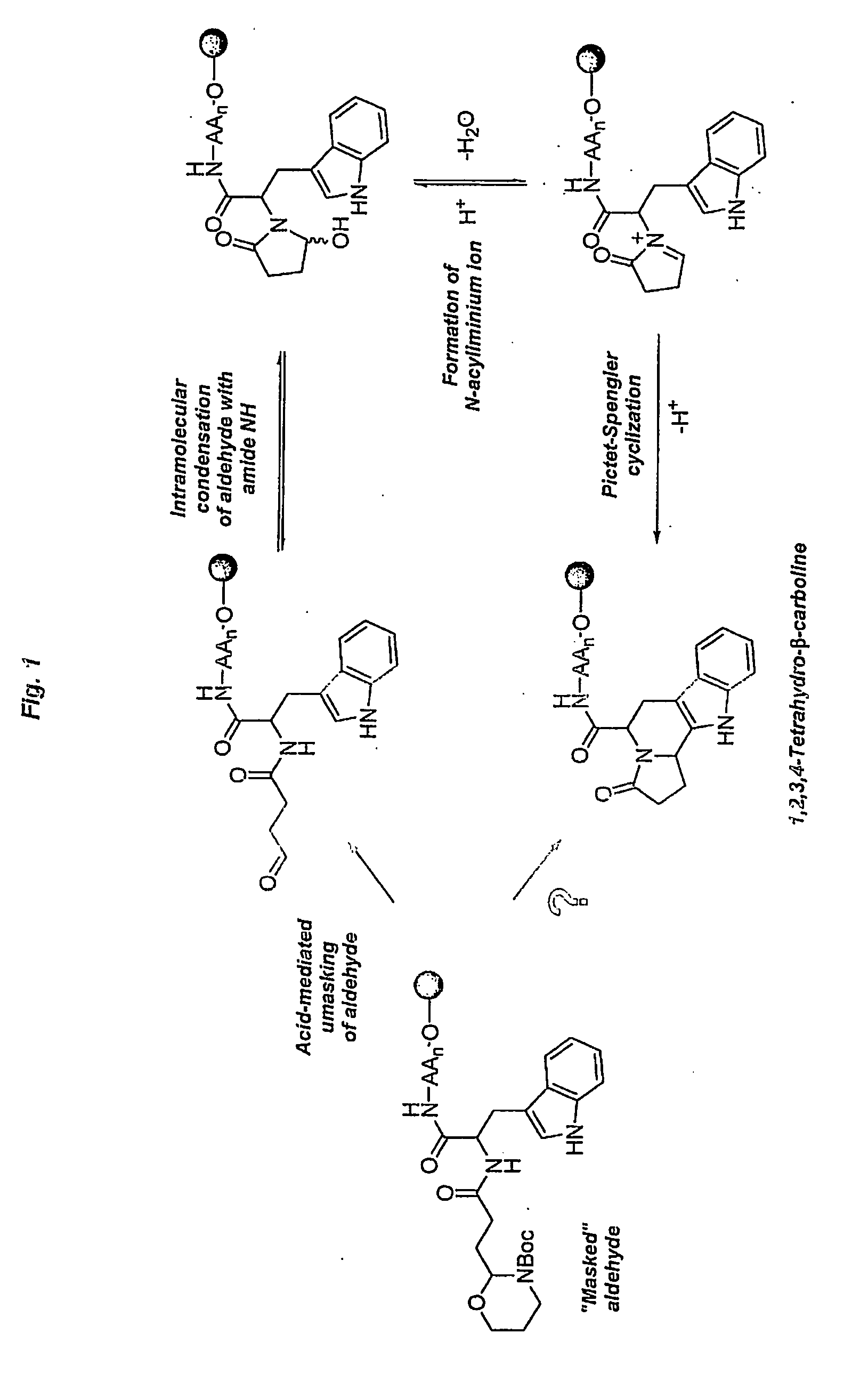Heterocyclic organic molecules through intramolecular formation of n-acyliminium ions