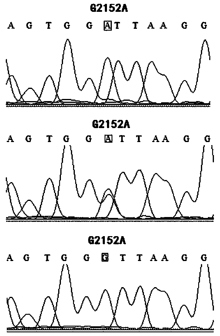 Genetic molecular marking method for disease-resistant breeding of pigs, and application thereof
