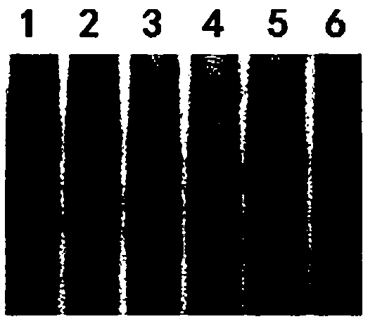 Genetic molecular marking method for disease-resistant breeding of pigs, and application thereof