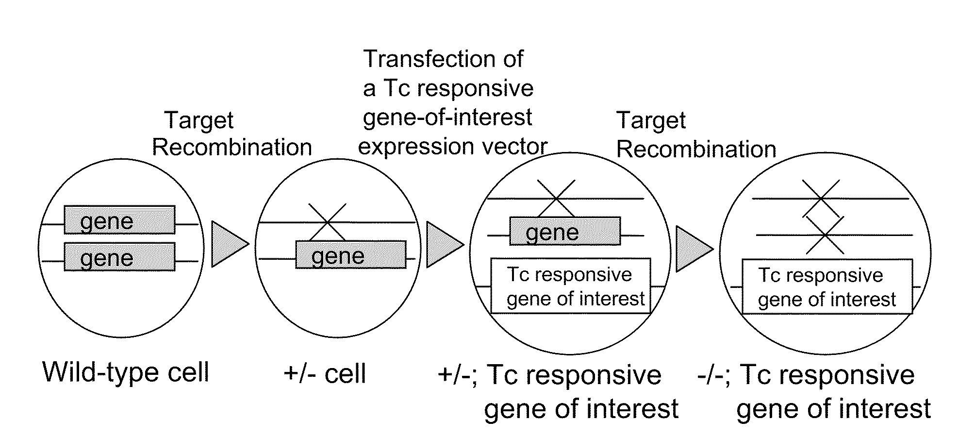Process for producing tetracycline inducible gene expressing cell line and conditional gene knockout cell line, and uses thereof