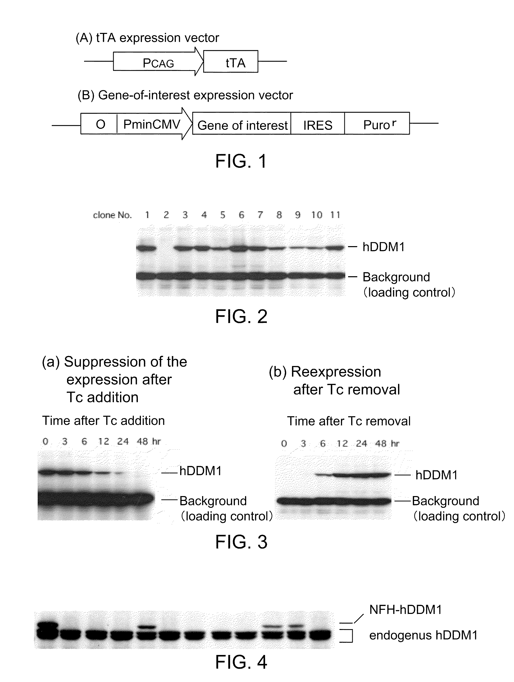 Process for producing tetracycline inducible gene expressing cell line and conditional gene knockout cell line, and uses thereof