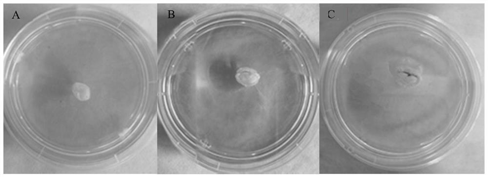 Ginseng stem cell isolated culture method using biological reaction device