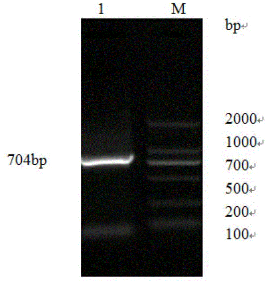 Preparation method of phage display-expressing circovirus antigen vaccine