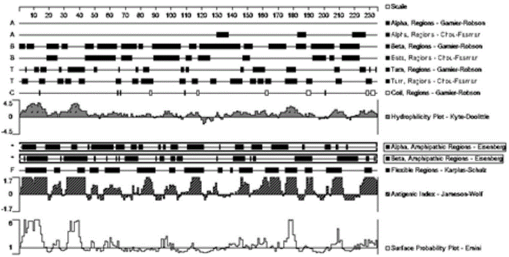 Preparation method of phage display-expressing circovirus antigen vaccine