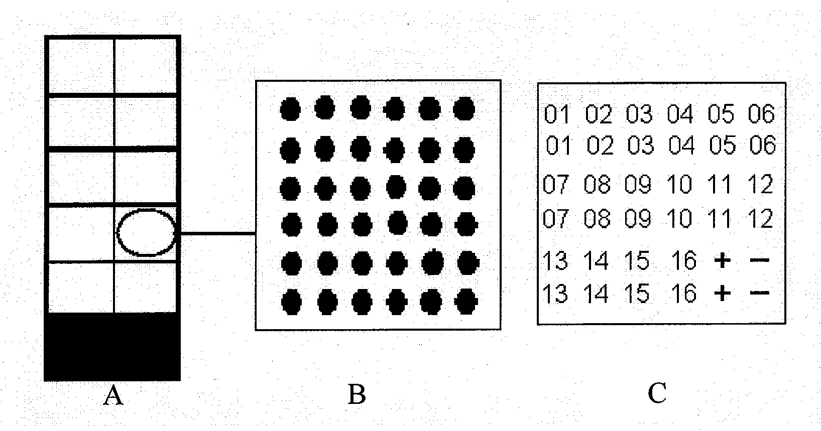 Hepatitis C virus variation detection protein chip, preparation method and application thereof