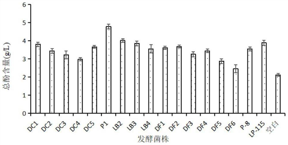 Rubus idaeus fermented lactic acid bacteria and preparation of polyphenol-rich rubus idaeus fermented beverage