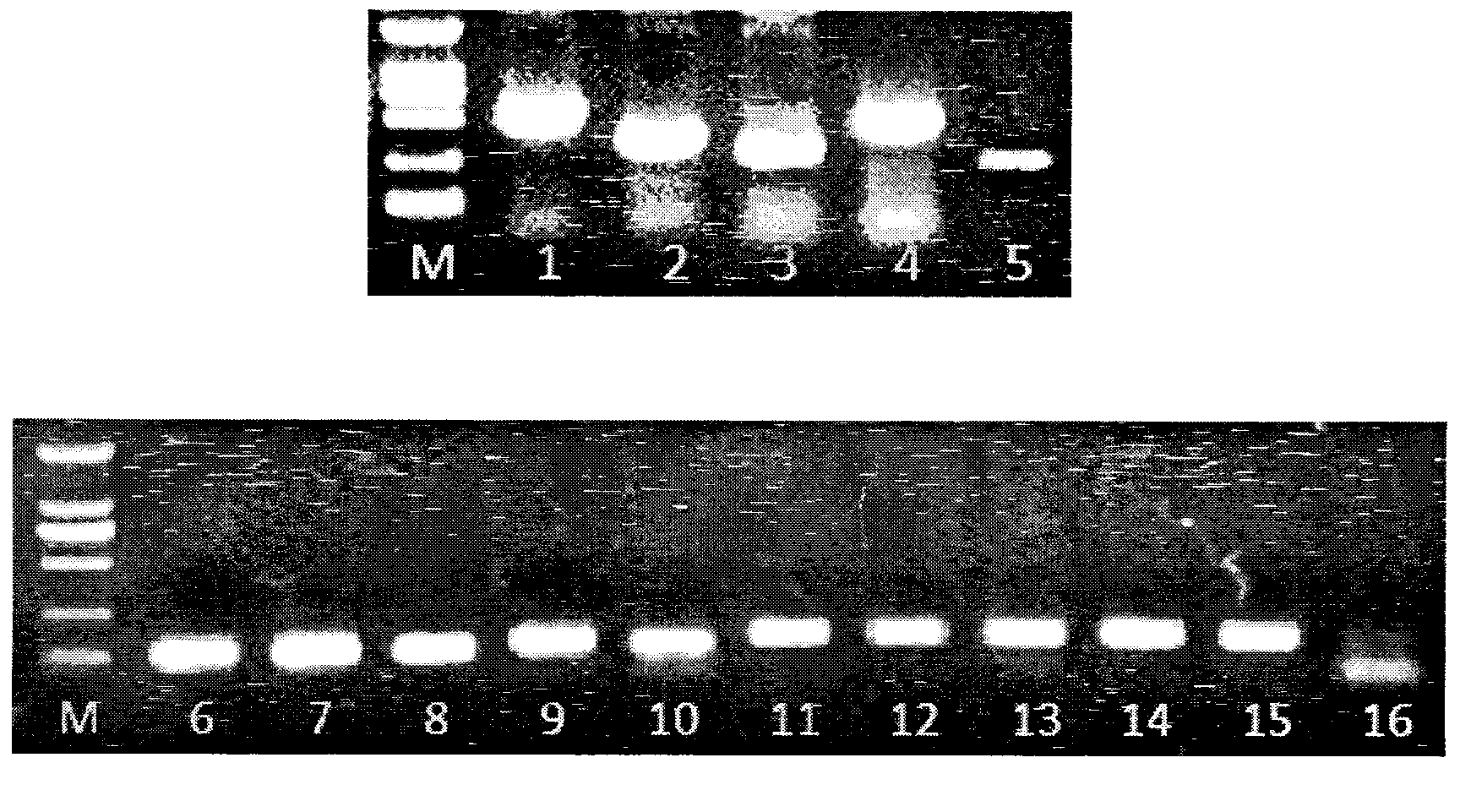 Preparation method and application of gene chip for detecting important respiratory pathogenic viruses