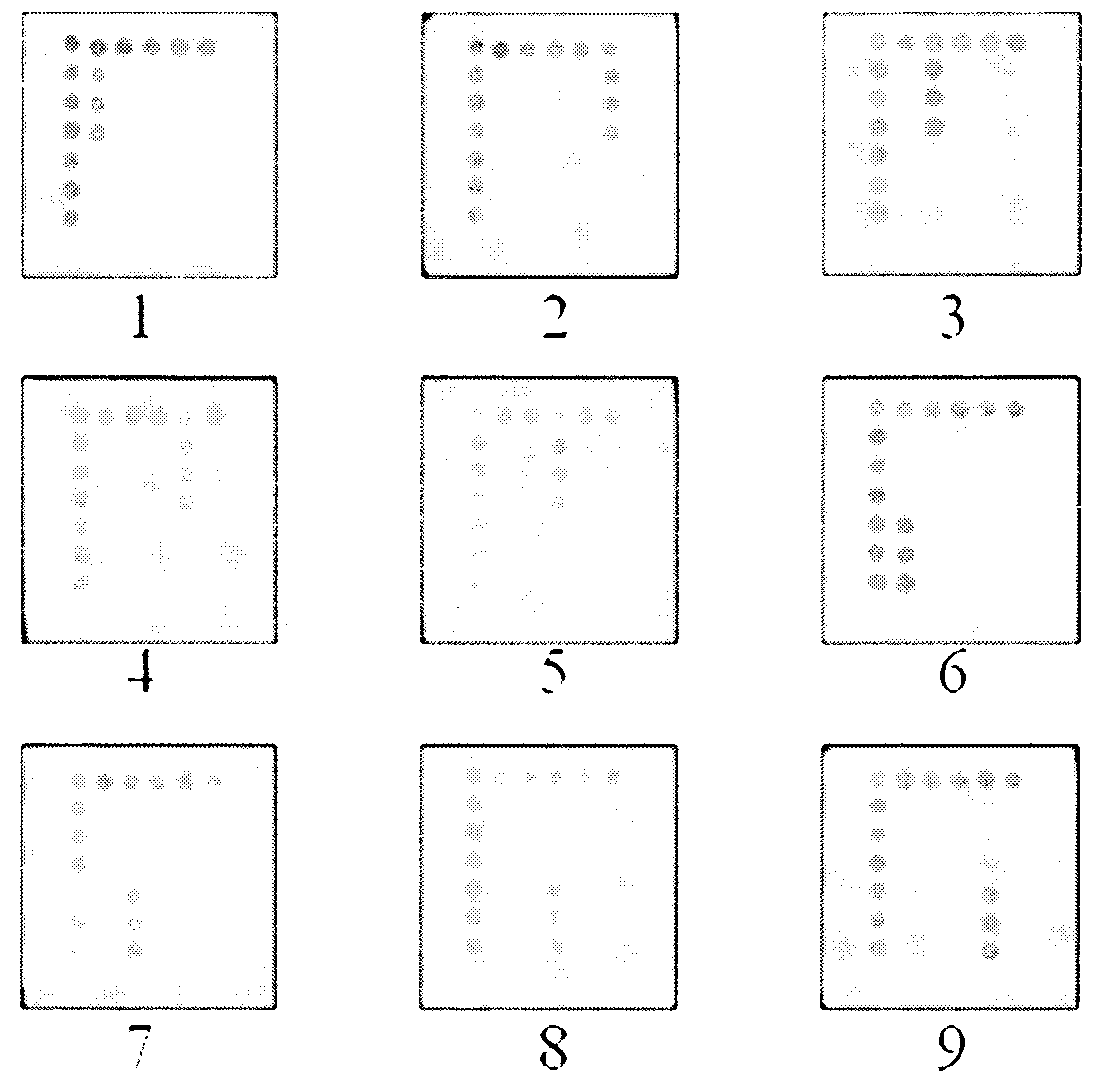 Preparation method and application of gene chip for detecting important respiratory pathogenic viruses