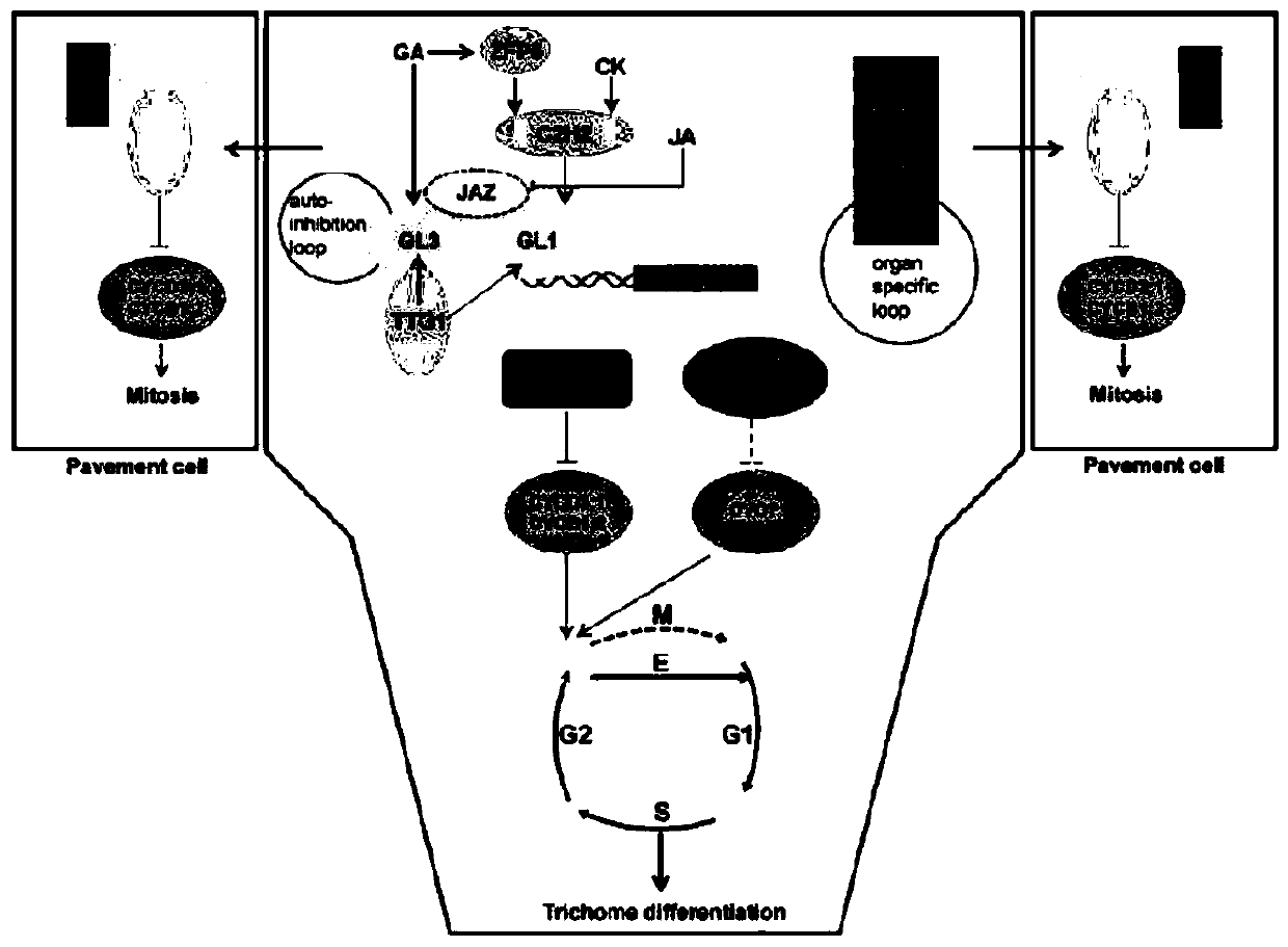 A h gene and h protein regulating the formation of tomato i-type glandular trichomes and their application