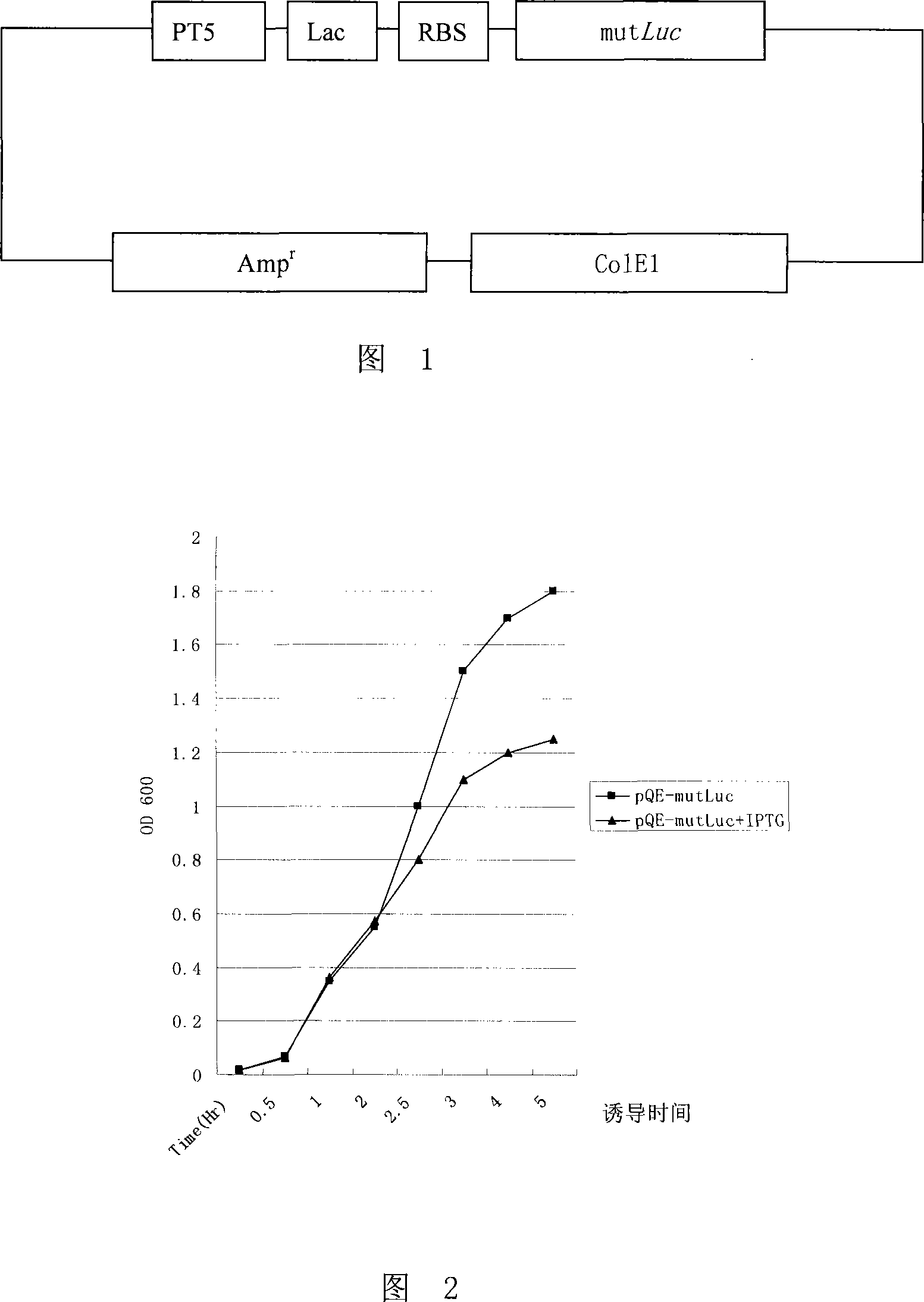 Firefly luciferase gene and application thereof