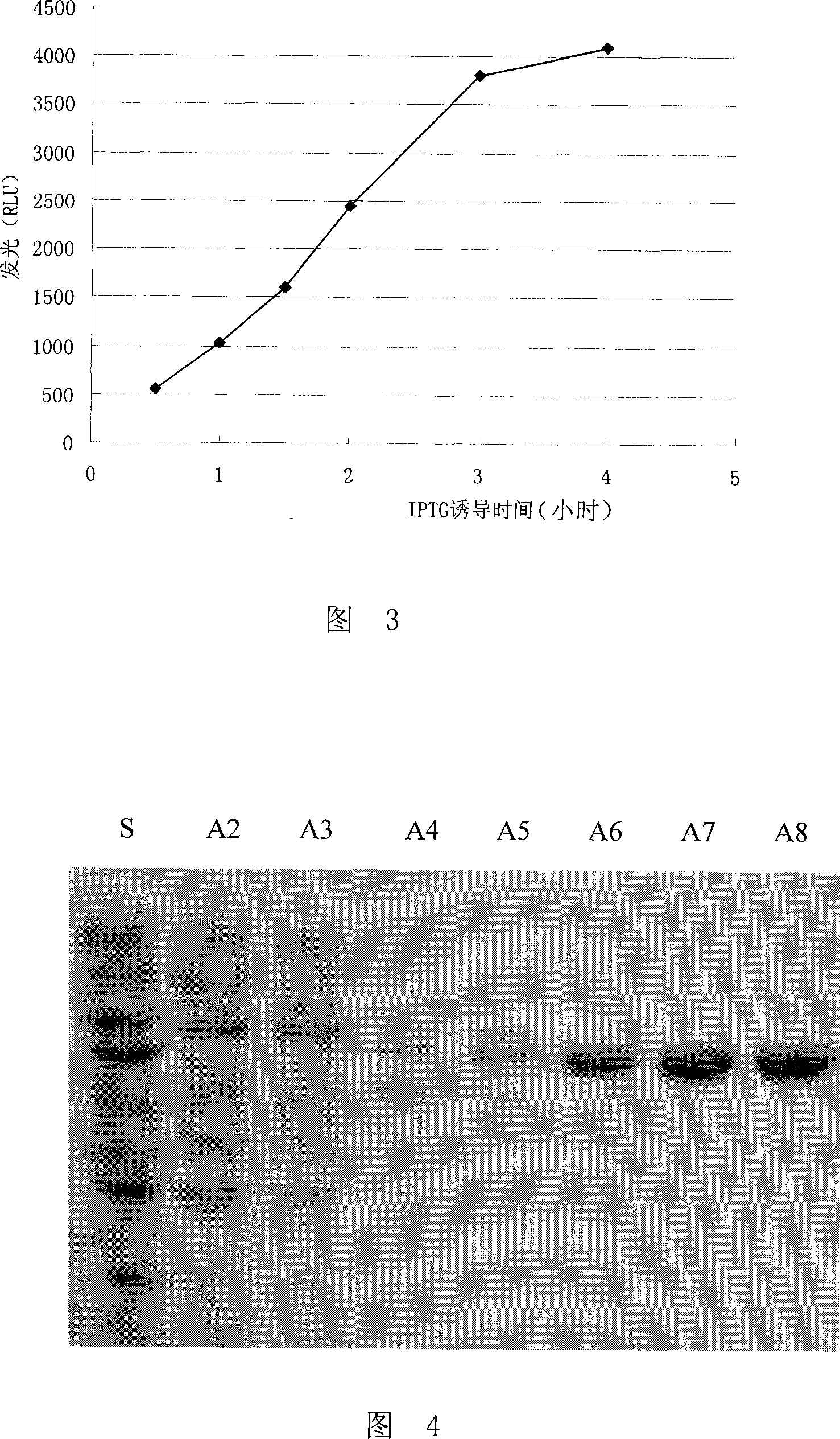 Firefly luciferase gene and application thereof