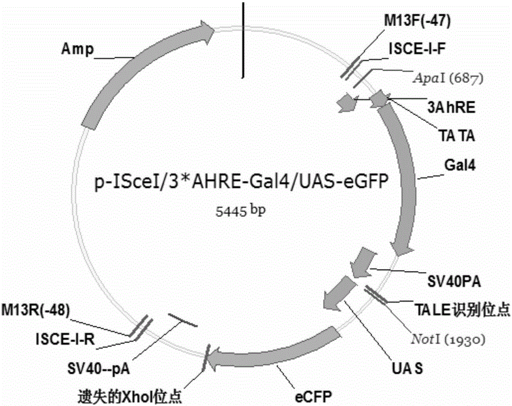 Development method of fluorescent protein transgenic zebra fish capable of highly sensitively monitoring water body PAHs by utilizing cascade amplification effect