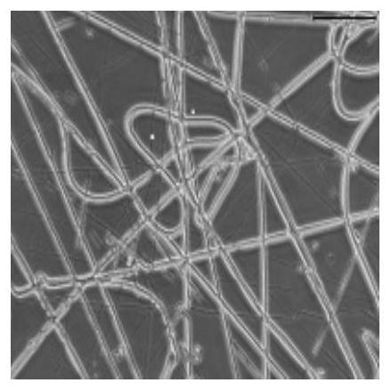 Fluorescent fiber for detecting formaldehyde and preparation method thereof