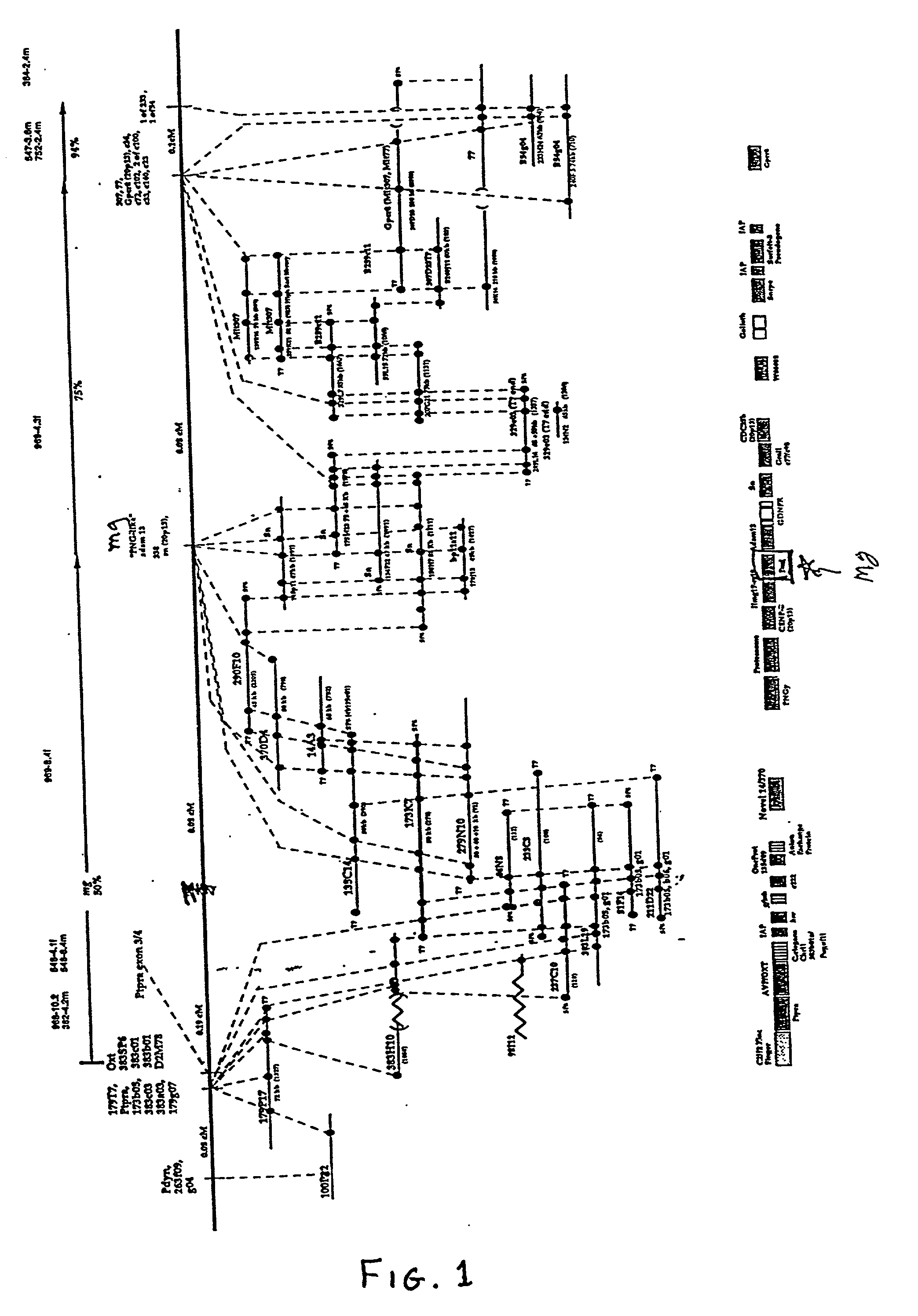 Compositions and methods for the diagnosis and treatment of body weight disorders, including obesity