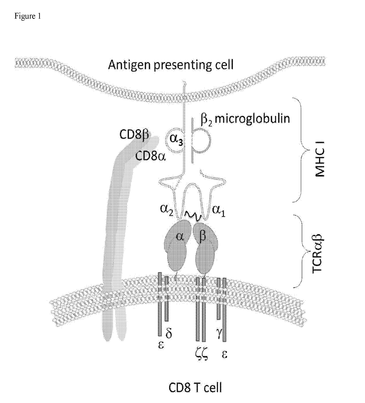 CD8a AND T CELL RECEPTOR VARIANTS AND METHODS OF USING SAME IN MODULATING IMMUNE CELL RESPONSES