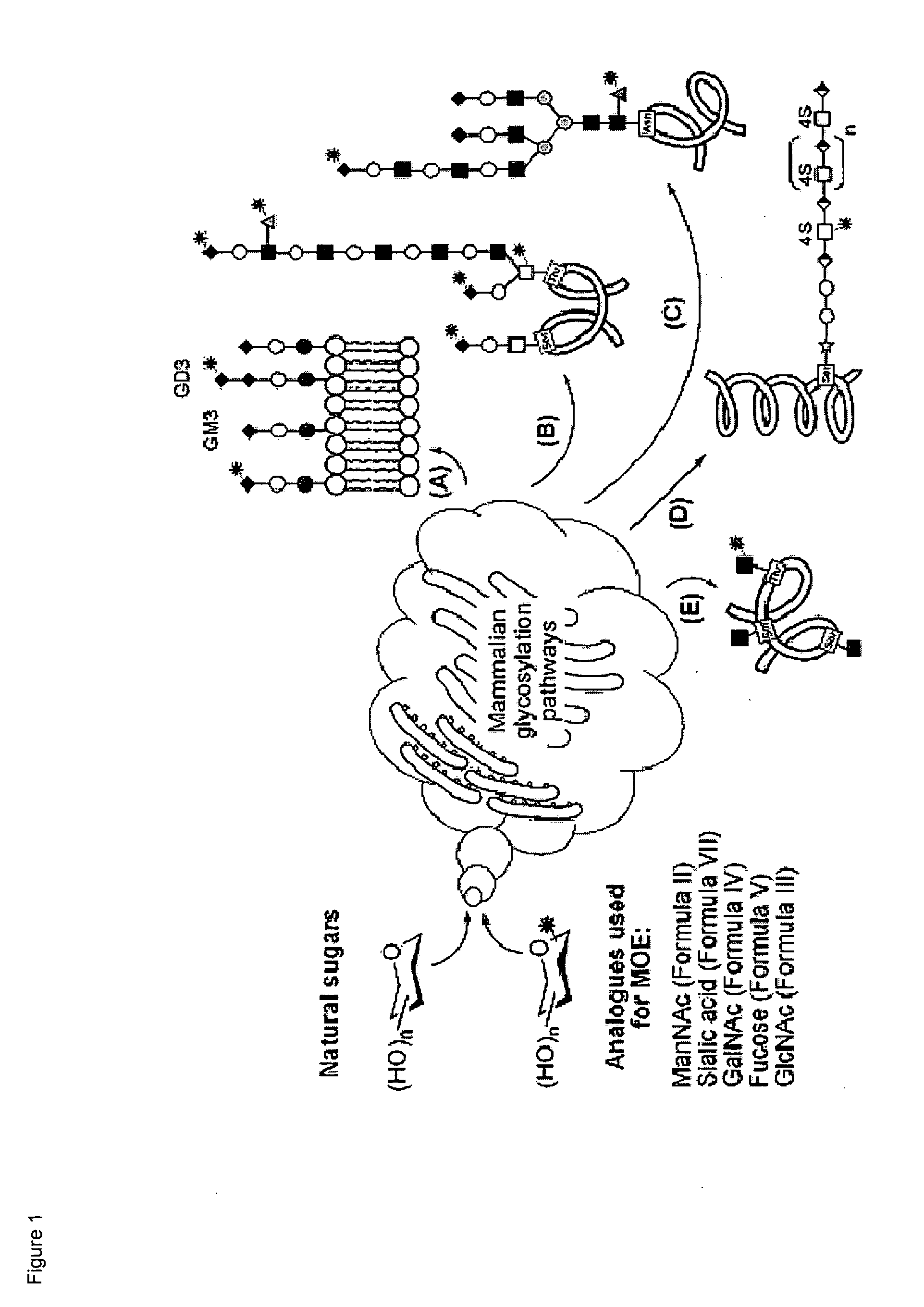 Hybrid scfa-hydroxyl-derivatized monosaccharides, methods of synthesis, and methods of treating disorders