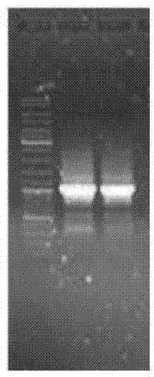 Leuconostoc mutant strain and constructing method and application method thereof