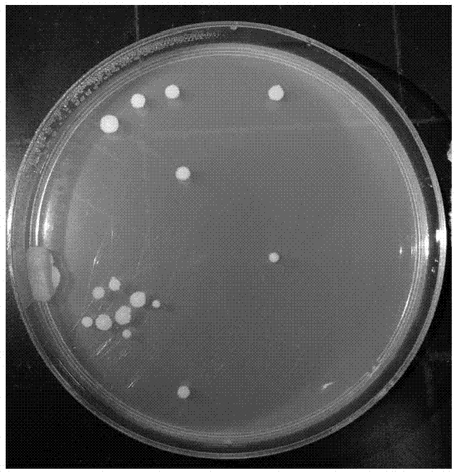 A kind of peanut rhizosphere growth-promoting bacteria hs9 and its application