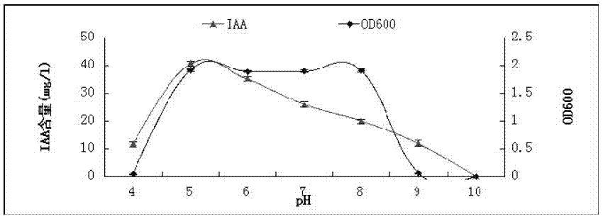 A kind of peanut rhizosphere growth-promoting bacteria hs9 and its application