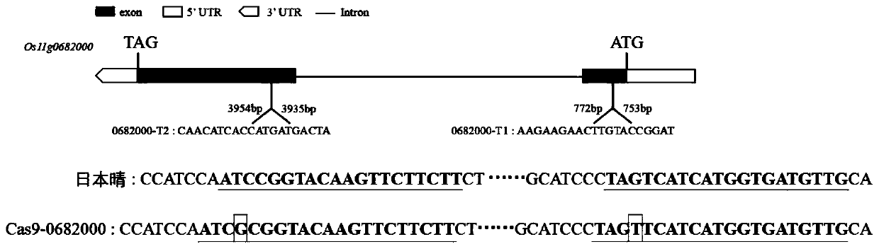 Application of gene Os11g0682000 and proteins encoded by Os11g0682000 in regulating resistance to rice bacterial leaf blight