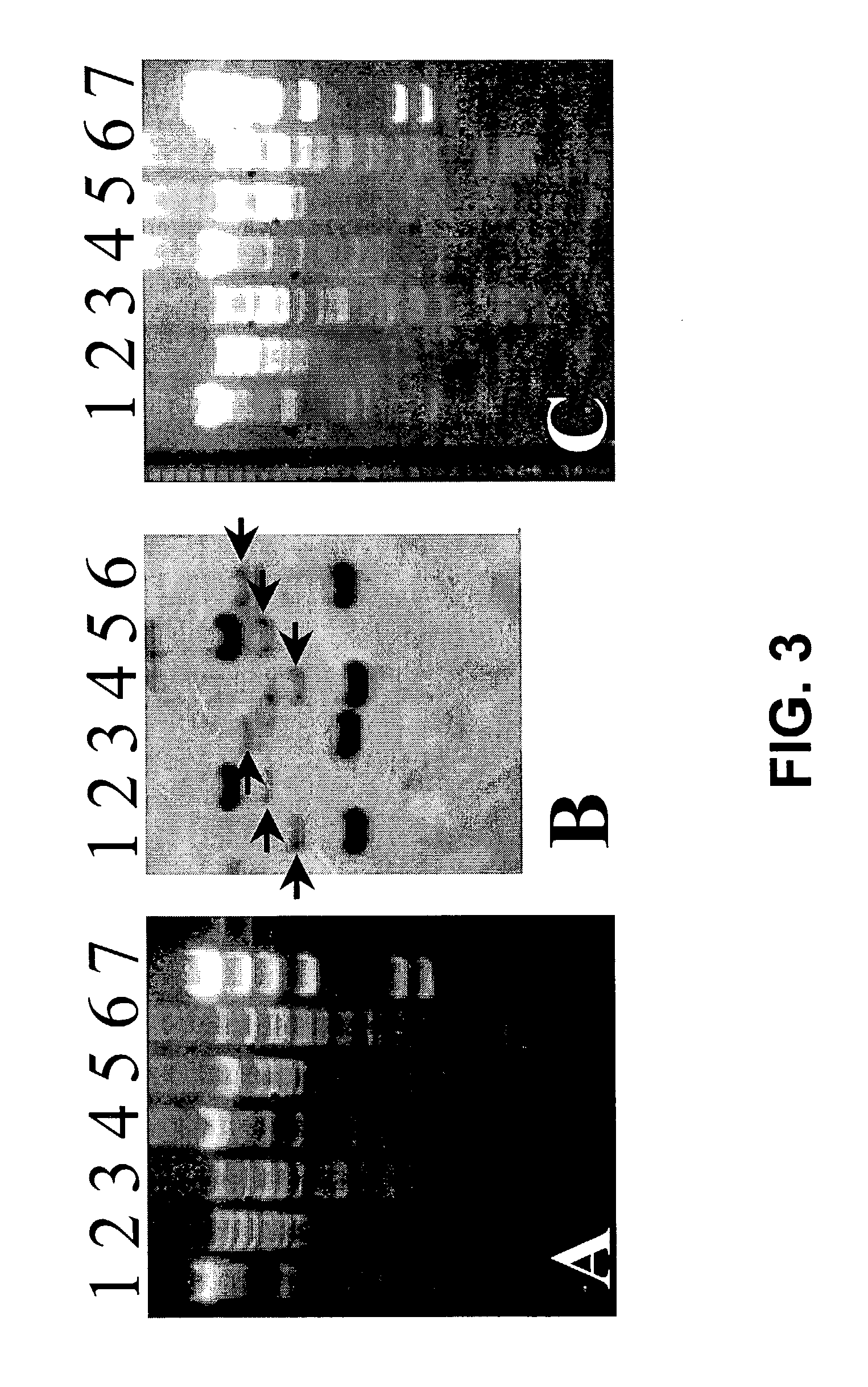 Transgenic screen and method for screening modulators of brain-derived neurotrophic factor (BDNF) production