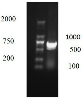 Group 4 avian adenovirus sd-f strain, inactivated vaccine and preparation method