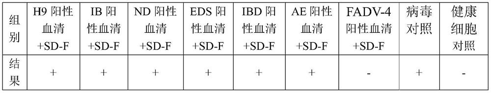 Group 4 avian adenovirus sd-f strain, inactivated vaccine and preparation method