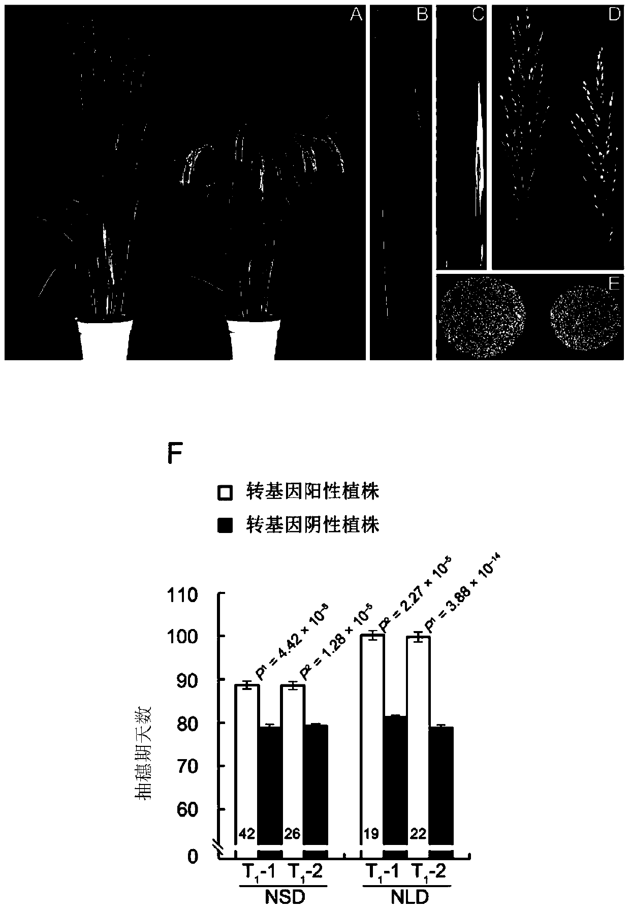 Application of oscol16 gene in controlling rice heading stage