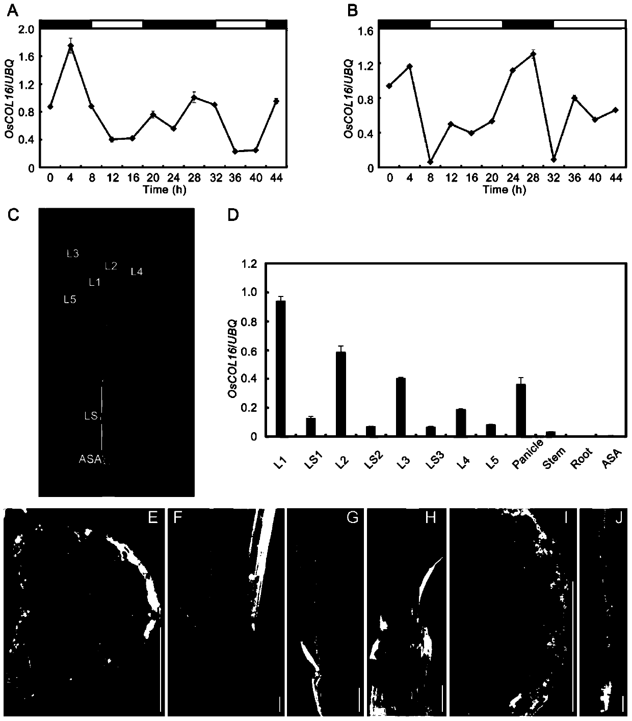 Application of oscol16 gene in controlling rice heading stage