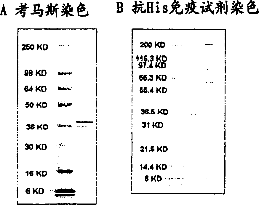 BASB 111 polypeptide and polynucleotide from moraxella cathraahalis