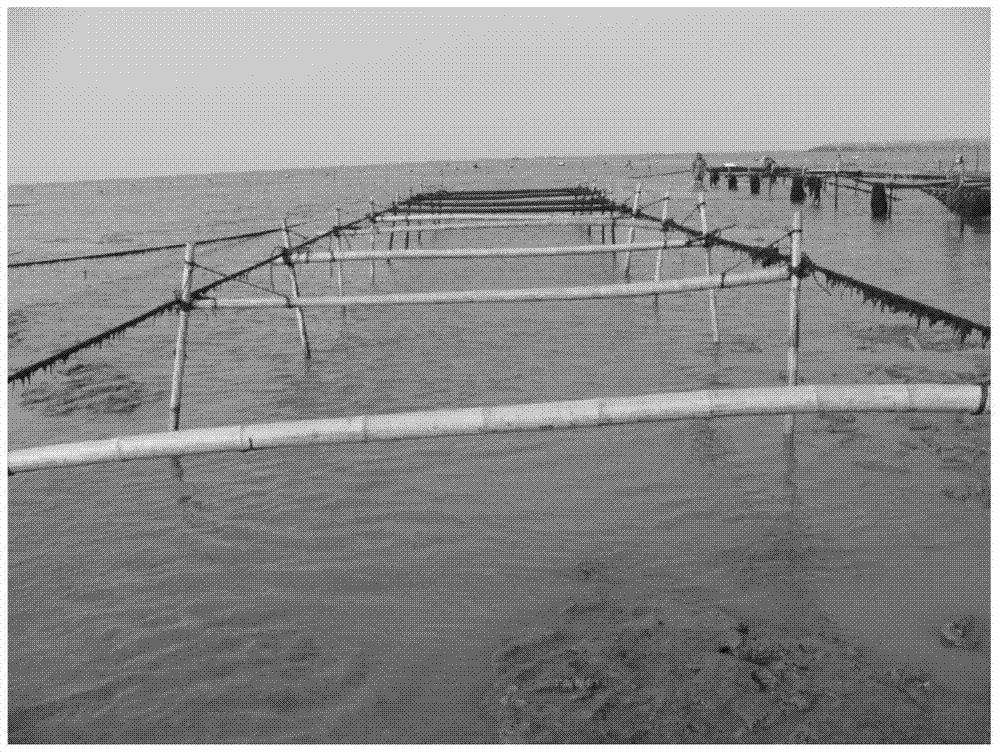 A kind of method for preventing and controlling green algae epiphyte on seaweed cultivation raft