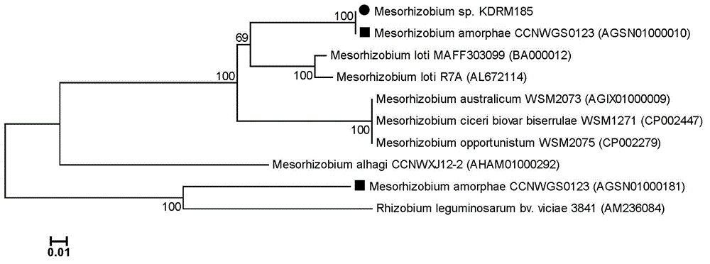 Mesorhizobium KDRM185 and application thereof
