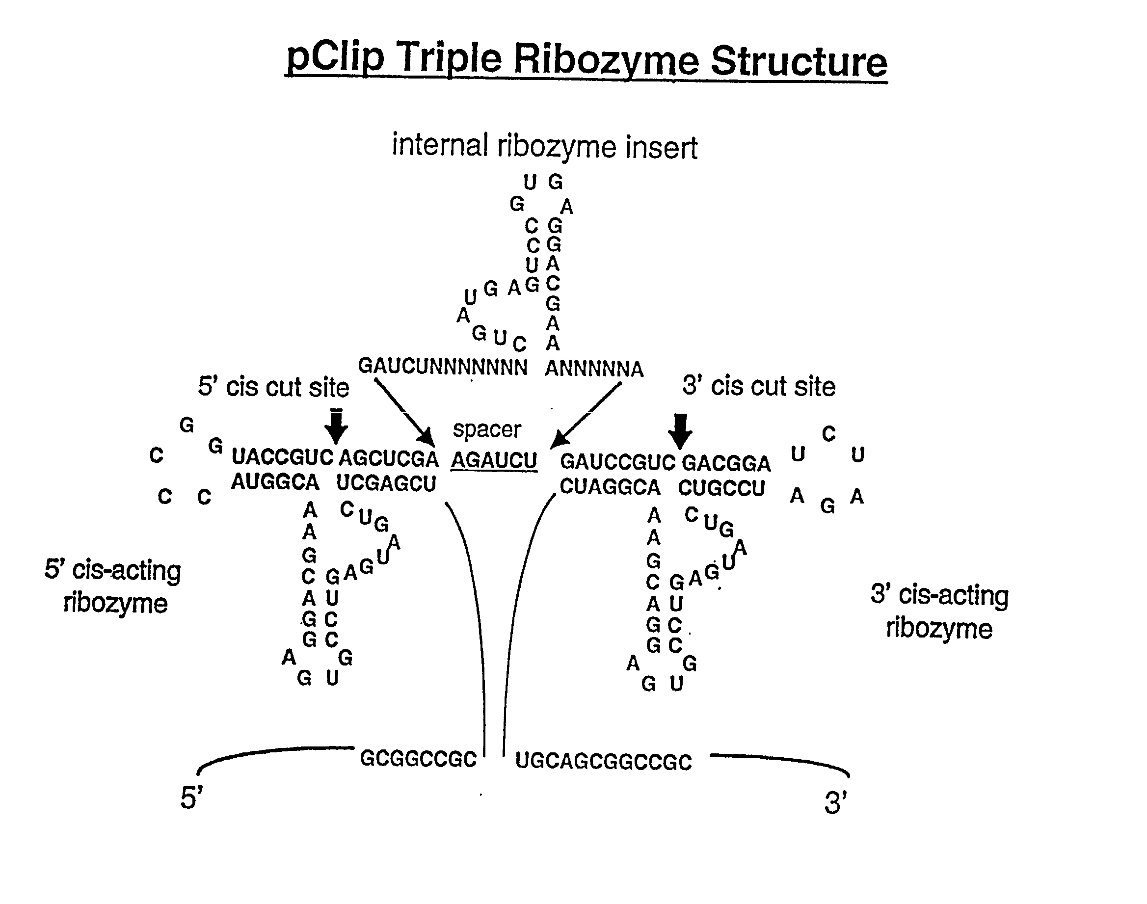 Tissue-specific and target RNA-specific ribozymes