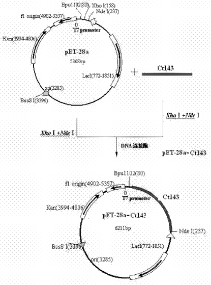 Chlamydia trachomatis recombinant protein and preparation method thereof