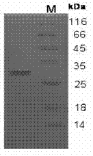 Chlamydia trachomatis recombinant protein and preparation method thereof