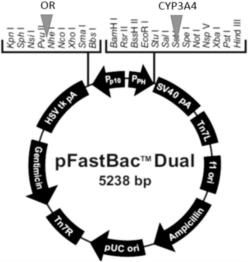 CYP3A4 gene fragment with 972&gt;A mutation, encoded protein fragment and application of CYP3A4 gene fragment