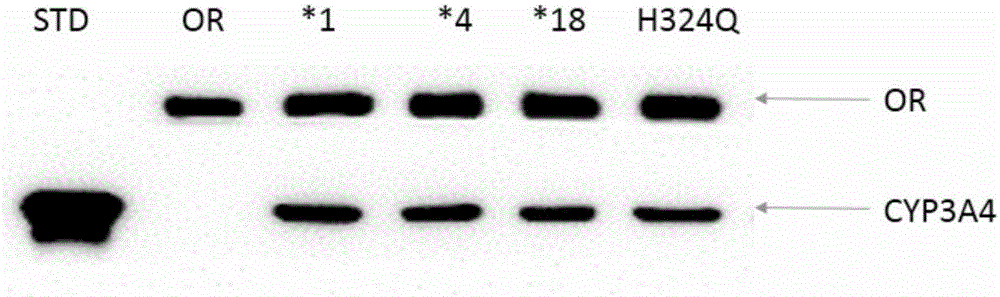 CYP3A4 gene fragment with 972&gt;A mutation, encoded protein fragment and application of CYP3A4 gene fragment