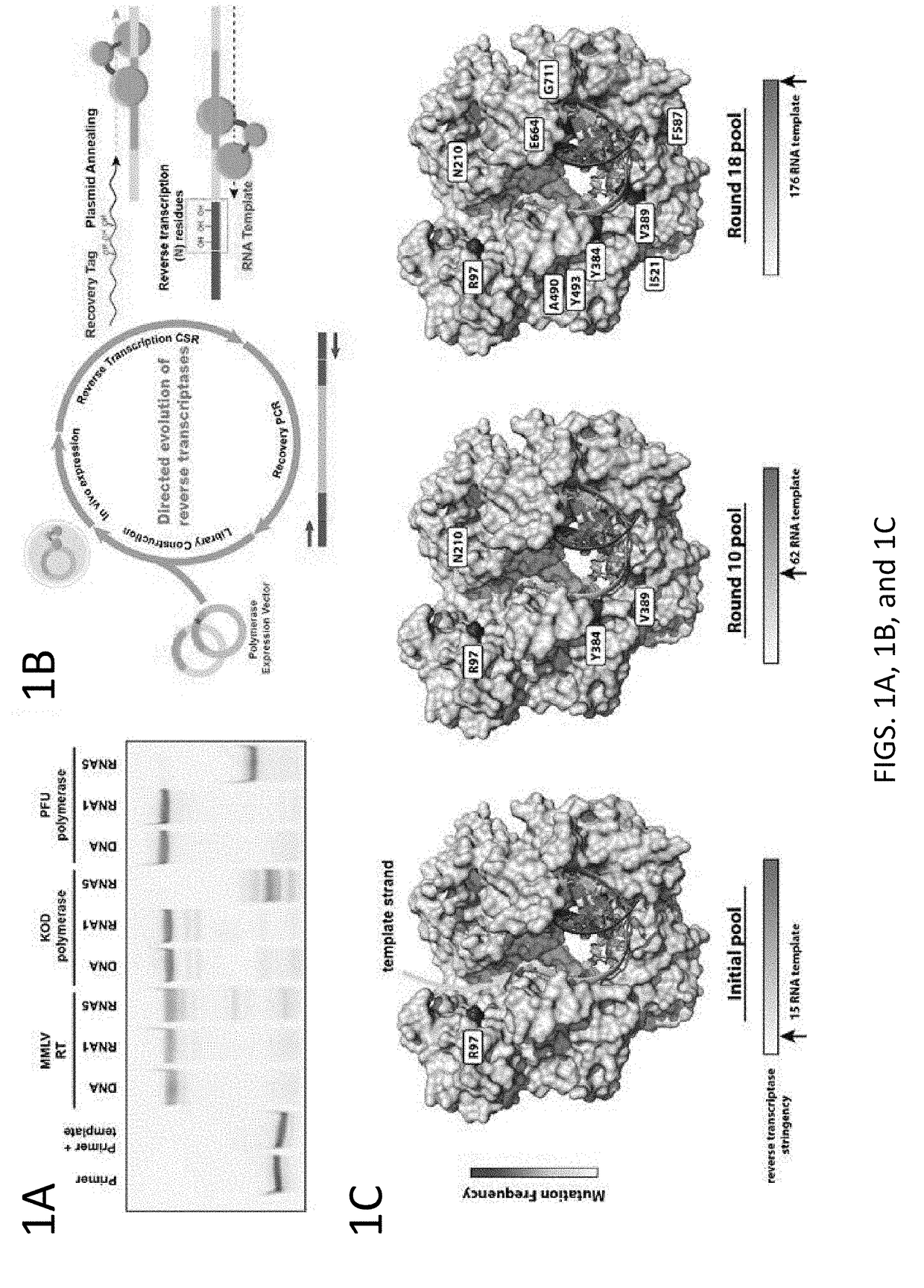 Thermostable reverse transcriptase