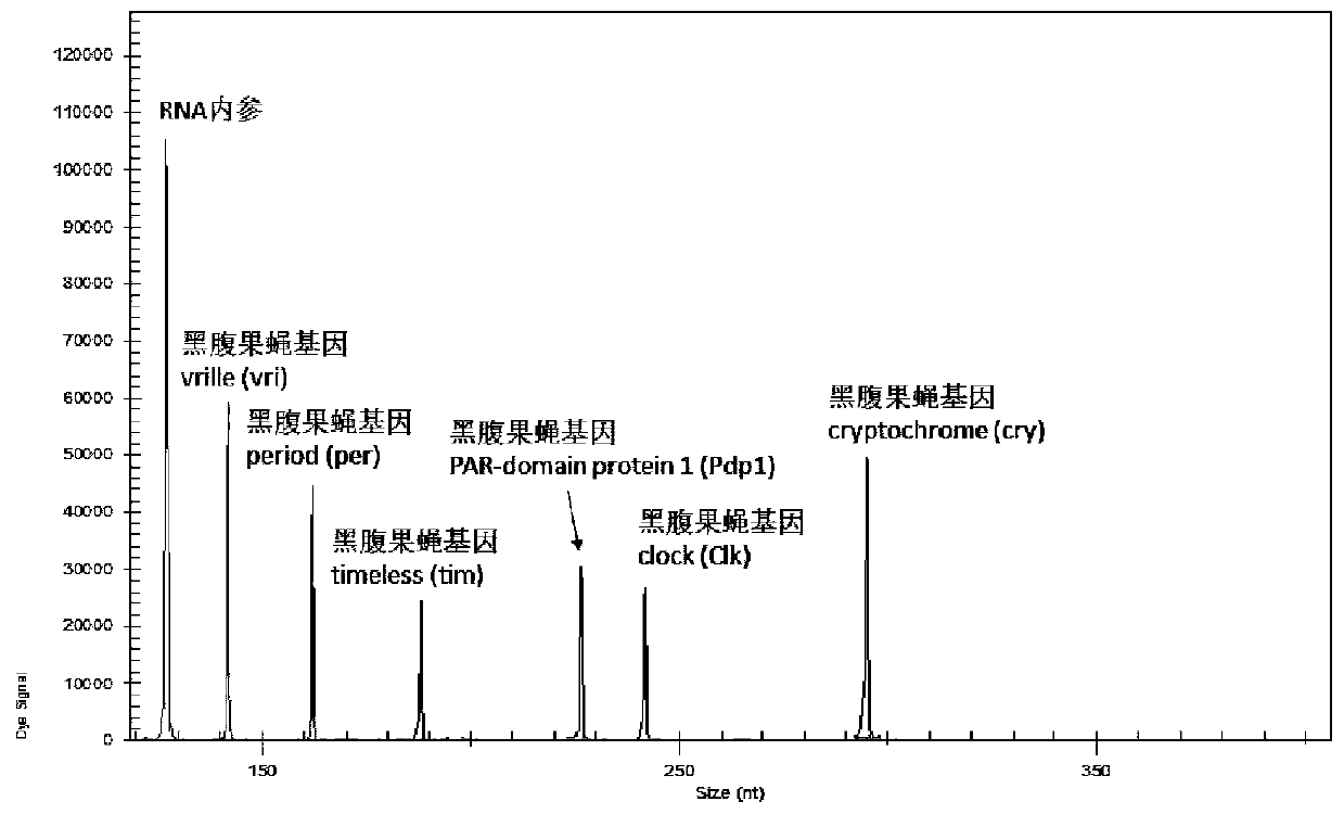 Primer composition, kit and method of use for detection of expression level of key genes regulated by circadian rhythm in Drosophila melanogaster