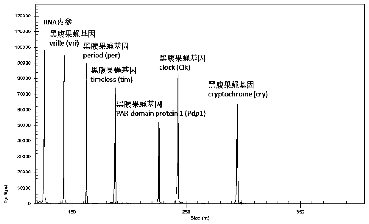 Primer composition, kit and method of use for detection of expression level of key genes regulated by circadian rhythm in Drosophila melanogaster