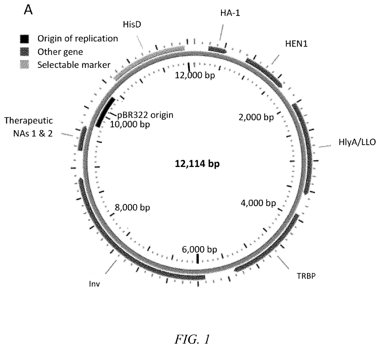 Transkingdom platform for therapeutic nucleic acid delivery