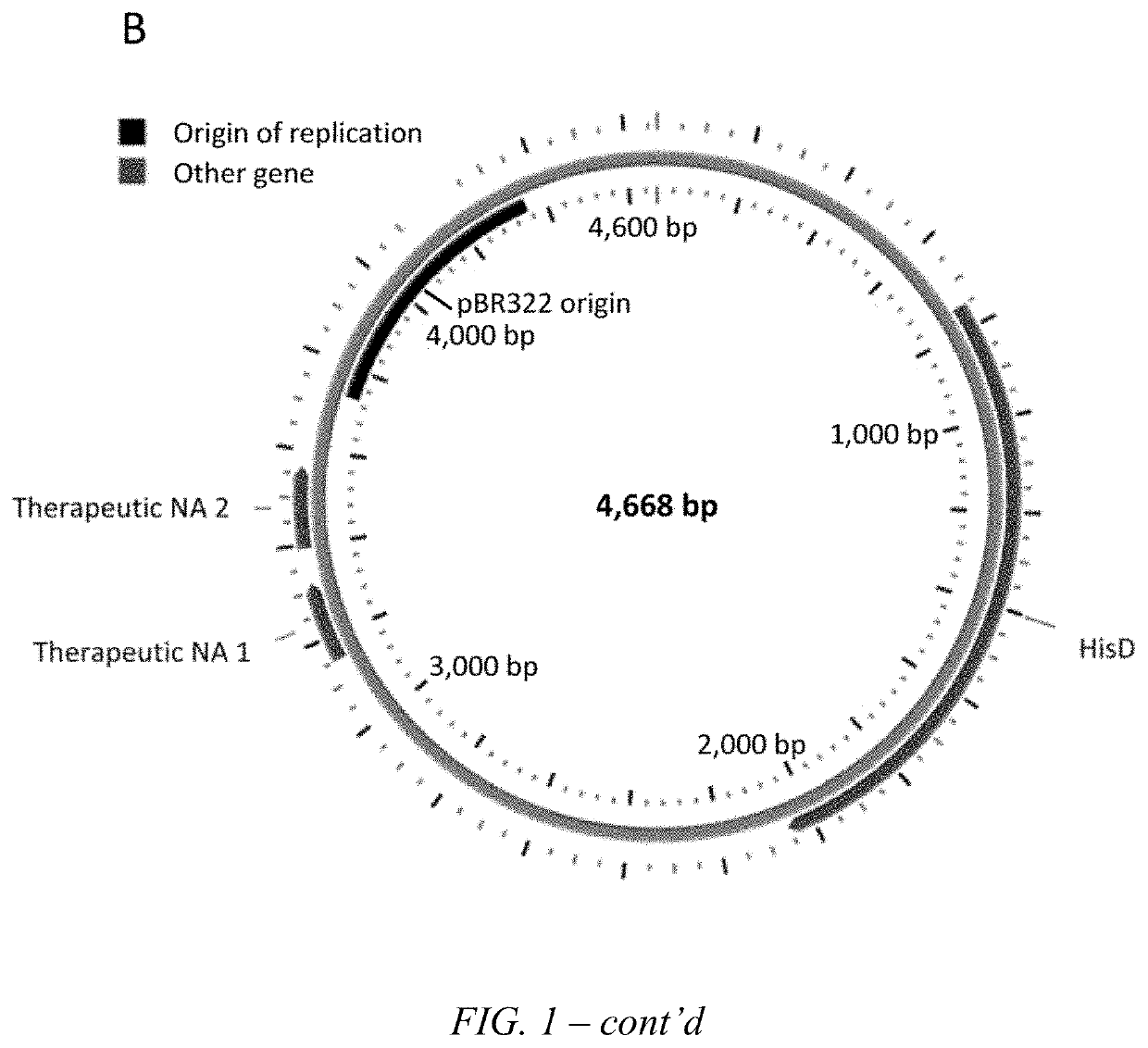 Transkingdom platform for therapeutic nucleic acid delivery