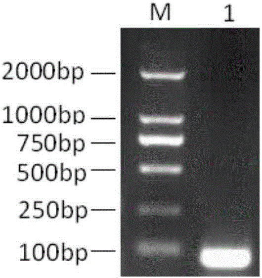O type foot-and-mouth disease virus artificial recombinant antigen and preparation and application thereof