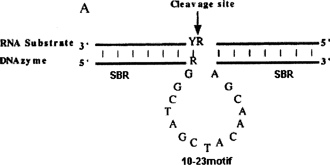 10-23 desoxyribonuclease of bacillus resisting tubercle branch